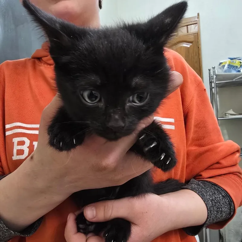 A baby small-sized female Domestic Medium Hair cat named Allie for adoption in Klamath Falls, OR