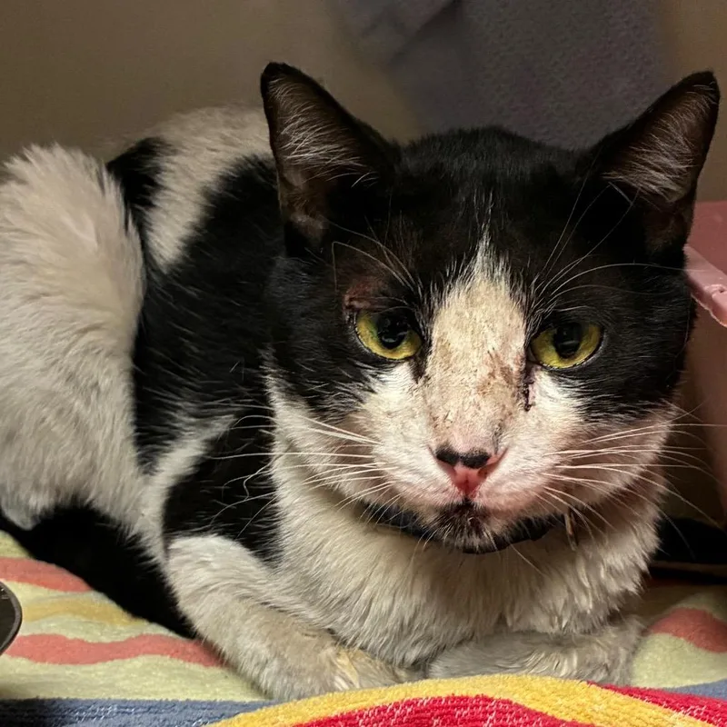 A young medium-sized male White Domestic Short Hair cat named Poke for adoption in Yuma, AZ