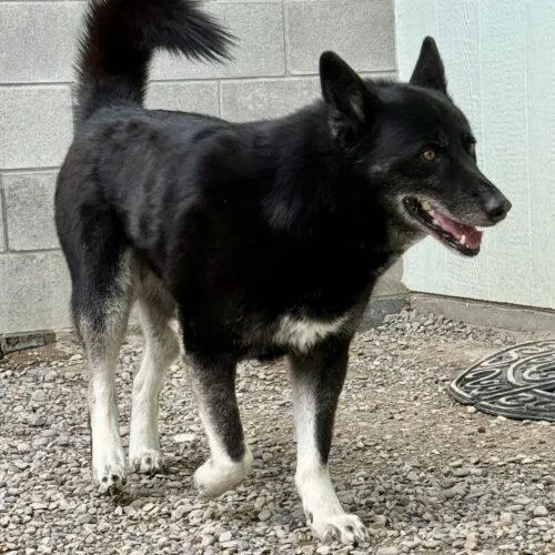 Baloo