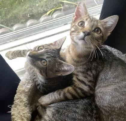 Pochocco thumbnail 2