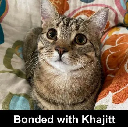 Pochocco thumbnail 3