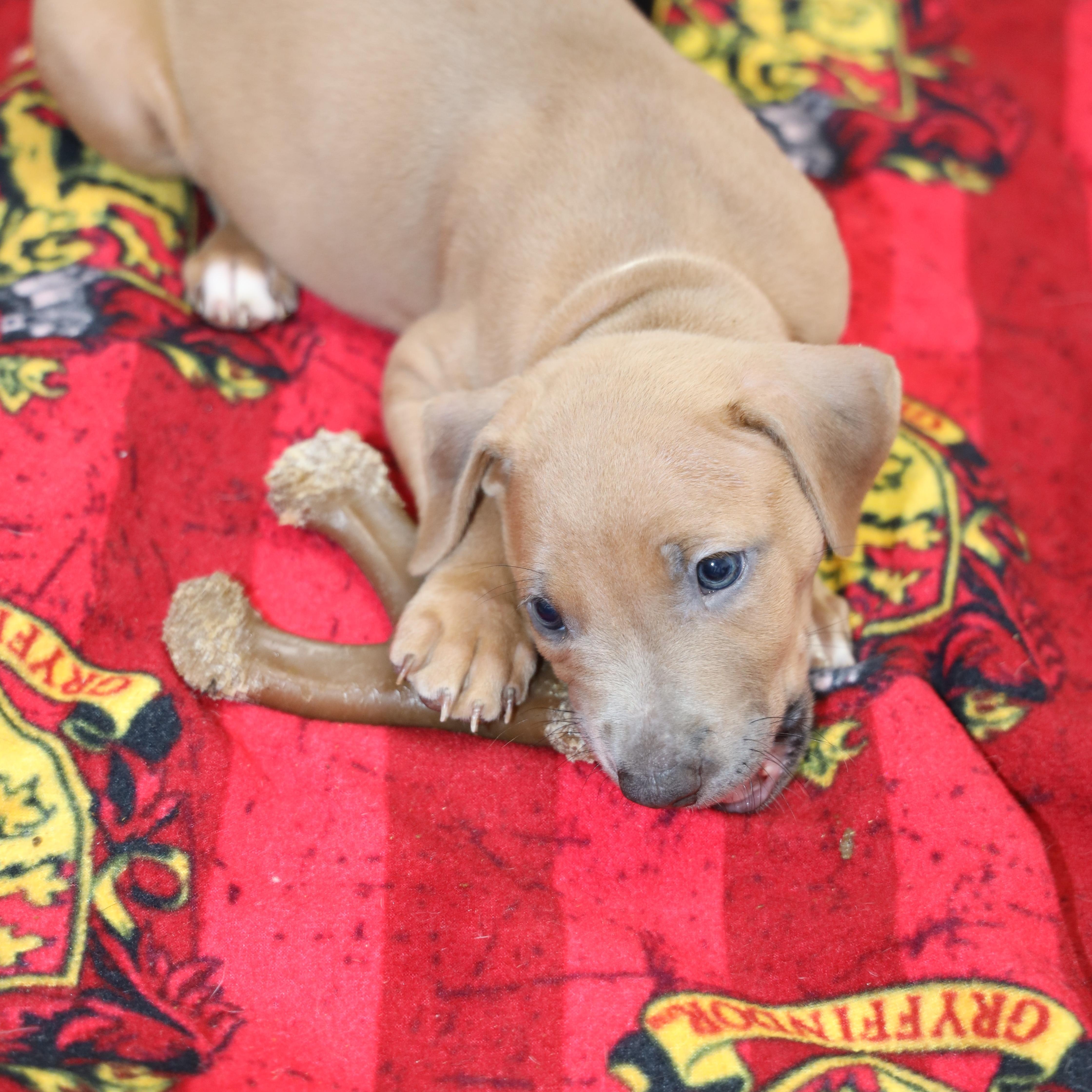 A baby large-sized female Apricot / Beige Mixed Breed dog named Aquarius for adoption in Allegan, MI