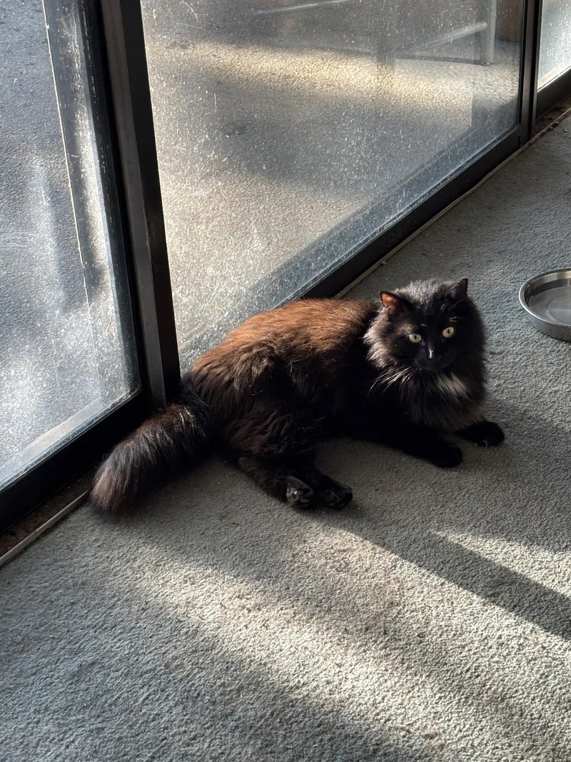 An adult medium-sized male Black Domestic Long Hair cat named Ashton for adoption in Lutherville, MD