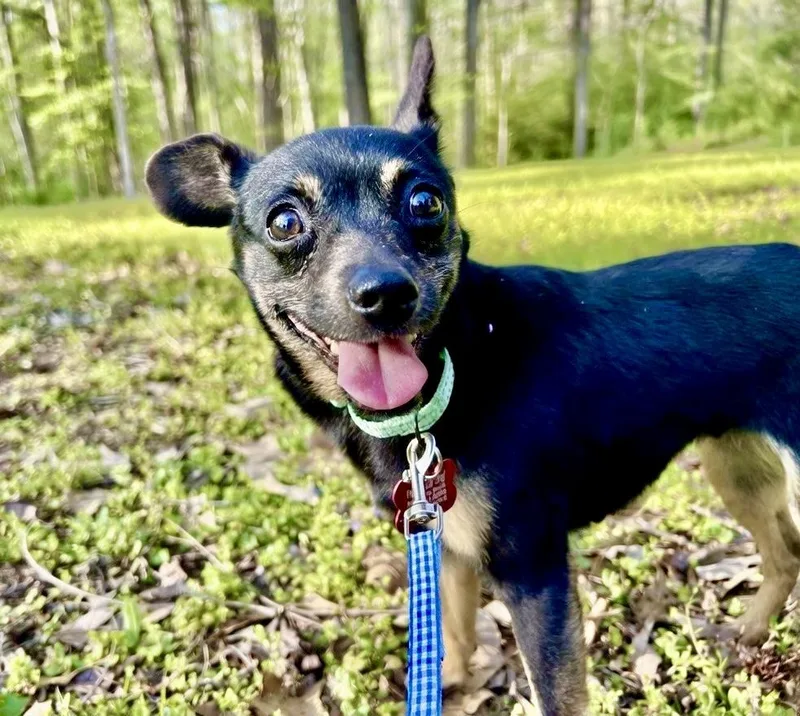 An adult small-sized female Bicolor Chihuahua dog named Iris for adoption in Pittsboro, NC