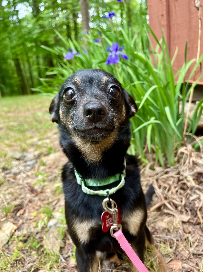 Iris thumbnail 5