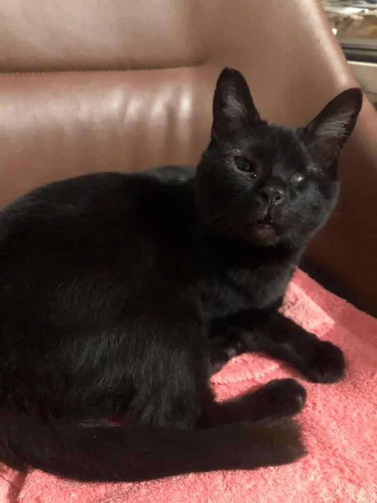 An adult medium-sized female Black Domestic Short Hair cat named Callie for adoption in Burlington, NC