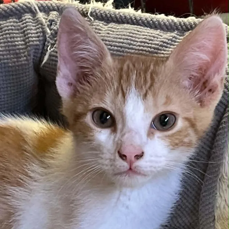 A baby small-sized male Orange & White Domestic Short Hair cat named Oswald for adoption in Antioch, CA