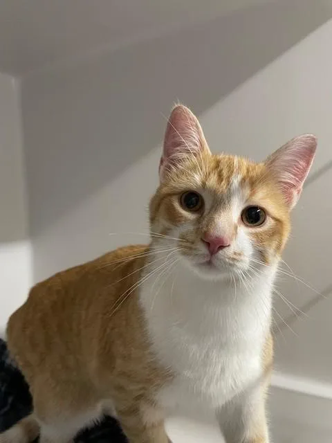 A young medium-sized male Orange & White Domestic Short Hair cat named Chowie for adoption in Hayward, WI