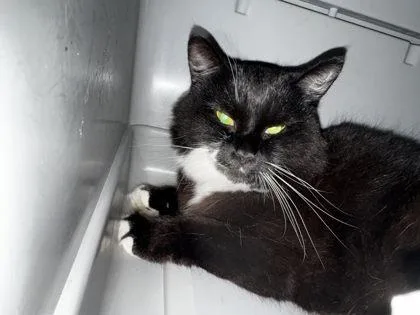 An adult medium-sized female Domestic Medium Hair cat named Whispurr for adoption in Hobart, IN