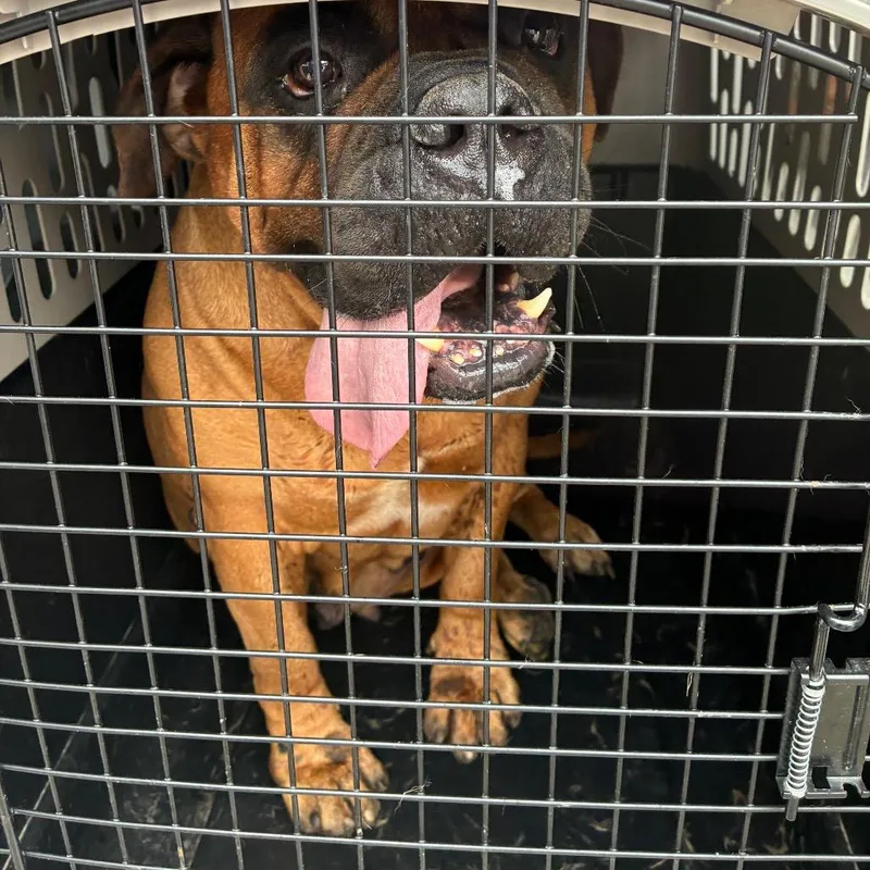 An adult extra large-sized female Red / Chestnut / Orange Bullmastiff dog named Stella for adoption in Northbrook, IL