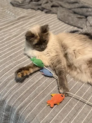 An adult medium-sized female Blue Point Siamese cat named Suki for adoption in Liverpool, TX
