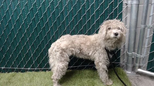 An adult medium-sized female Poodle dog named Basil for adoption in Downey, CA
