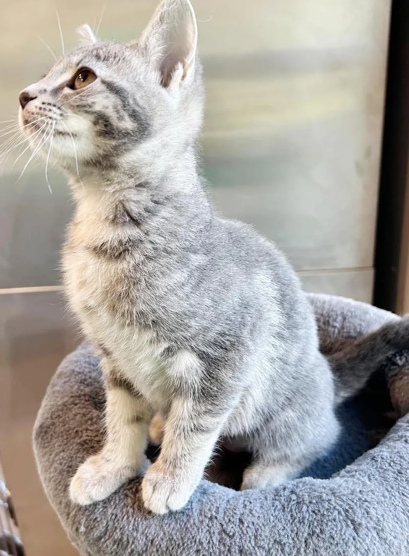 A baby small-sized female Tabby (Gray / Blue / Silver) Russian Blue cat named Mercury  U will for adoption in Bedford Hills, NY