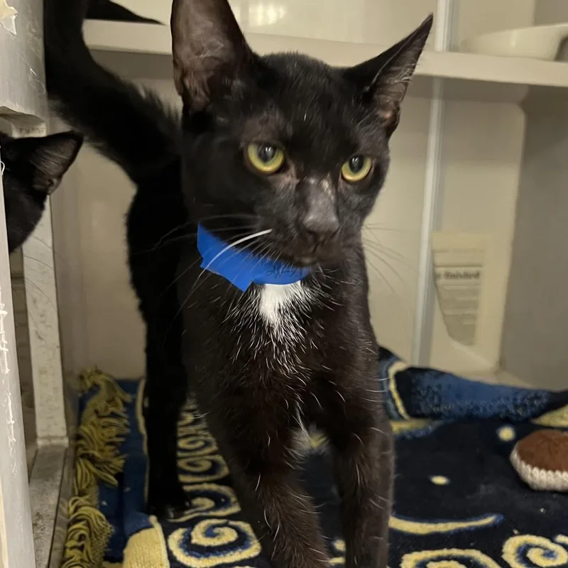 A young medium-sized male Black Domestic Short Hair cat named Damon for adoption in Fairport, NY