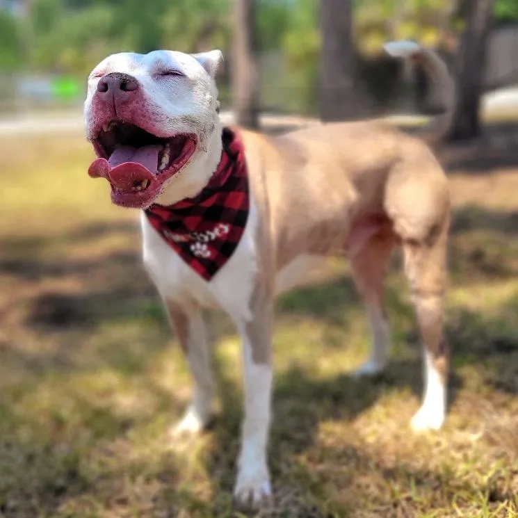 An adult large-sized male White / Cream Mixed Breed dog named Apollo for adoption in Port Charlotte, FL