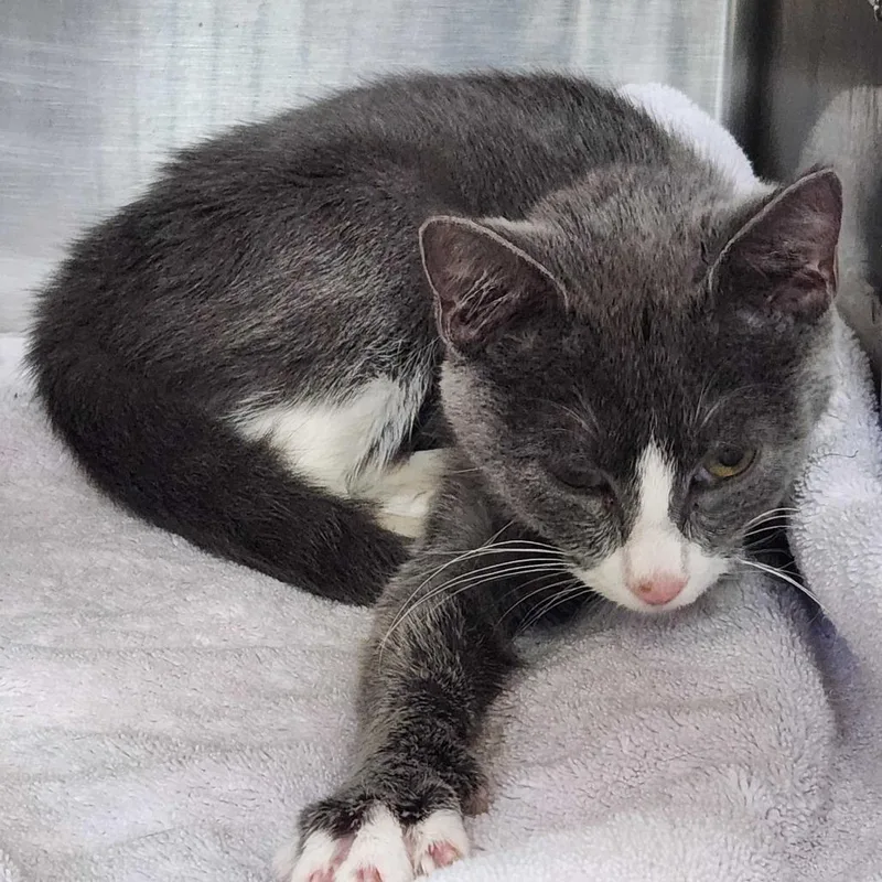 A young small-sized female Gray / Blue / Silver Domestic Short Hair cat named "Mona" for adoption in Perkiomenville, PA