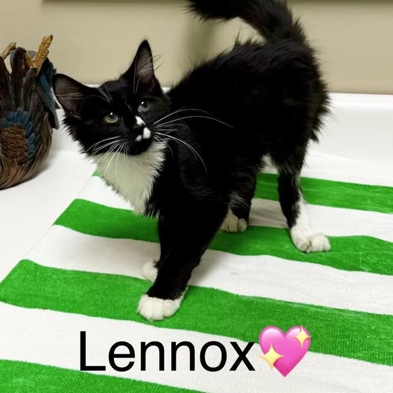 A baby small-sized female Black Domestic Medium Hair cat named Lennox for adoption in Peachtree City, GA