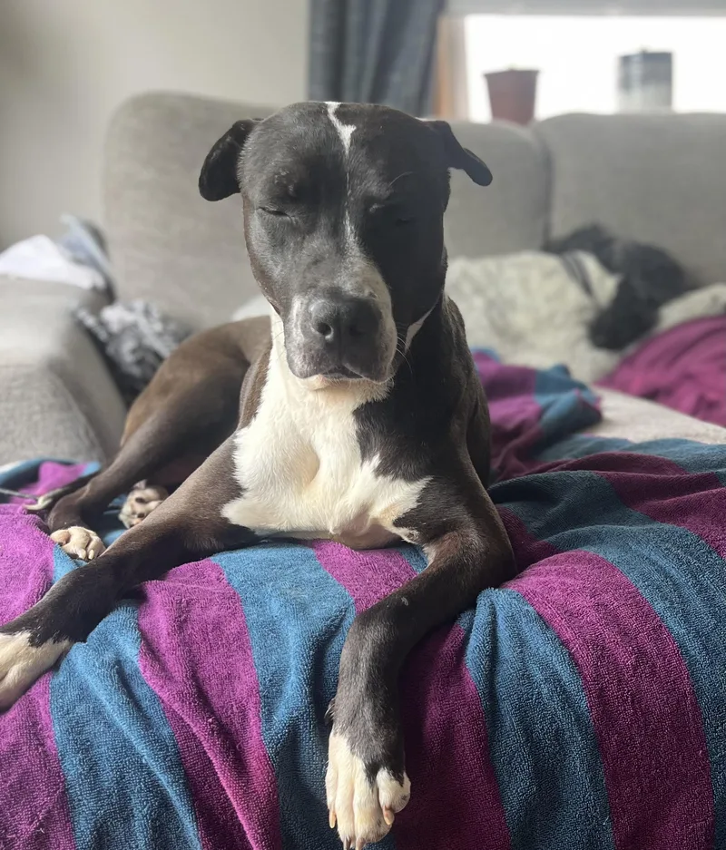 An adult large-sized female Pit Bull Terrier dog named Mother Mary for adoption in St. Clair Shores, MI