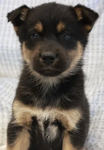 A baby medium-sized female Shepherd dog named Mavi for adoption in Thief River Falls, MN