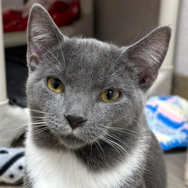 A young medium-sized male Gray / Blue / Silver Domestic Short Hair cat named Yoshi for adoption in Naperville, IL
