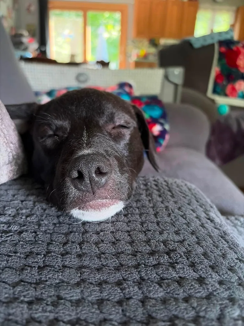 A baby medium-sized female Black Labrador Retriever dog named Nadia for adoption in Pembroke, MA