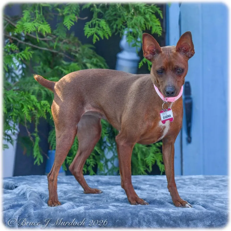 Eugenia thumbnail 5