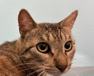An adult small-sized female Domestic Short Hair cat named Lily for adoption in Coon Rapids, MN