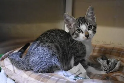 A young medium-sized male Domestic Short Hair cat named Bixby for adoption in Kansas City, MO