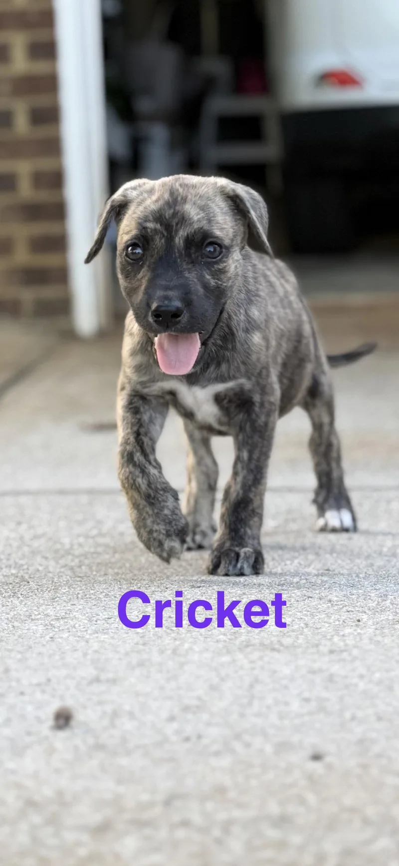 A young medium-sized female Hound dog named Cricket for adoption in Ball Ground, GA