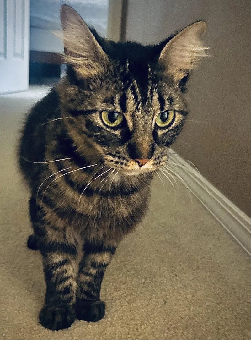A young medium-sized female Tabby (Brown / Chocolate) Domestic Medium Hair cat named Stormy for adoption in Portland, OR