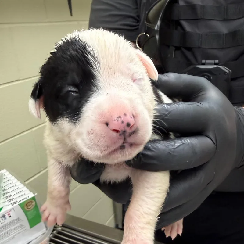 A baby small-sized female White / Cream Mixed Breed dog named Trouble for adoption in Hamilton, GA