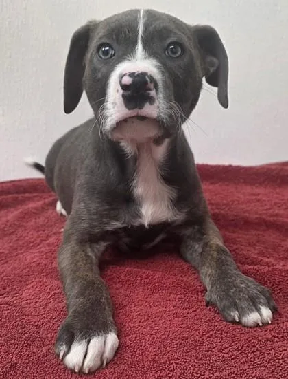 A young medium-sized female Pit Bull Terrier dog named Flower Bud for adoption in Phoenix, AZ