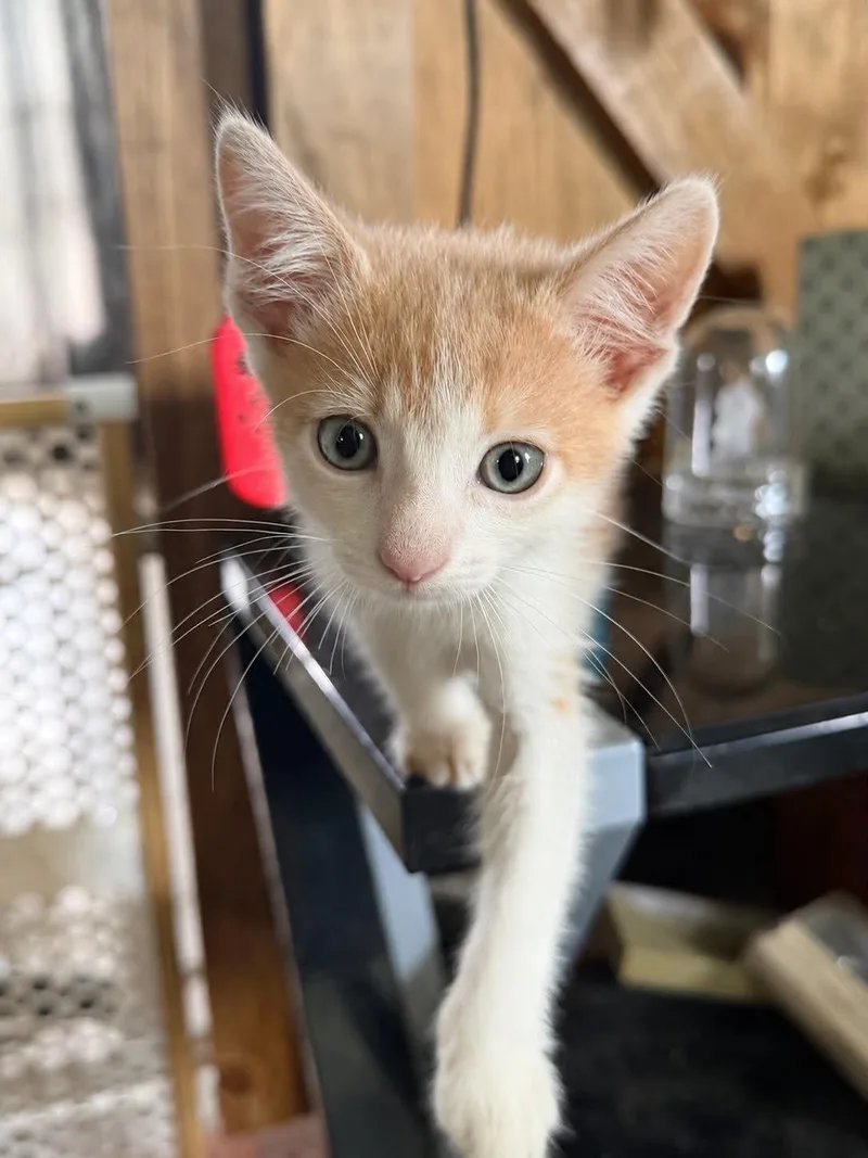 A baby small-sized male Orange & White Domestic Short Hair cat named Tator Tot for adoption in Dysart, IA