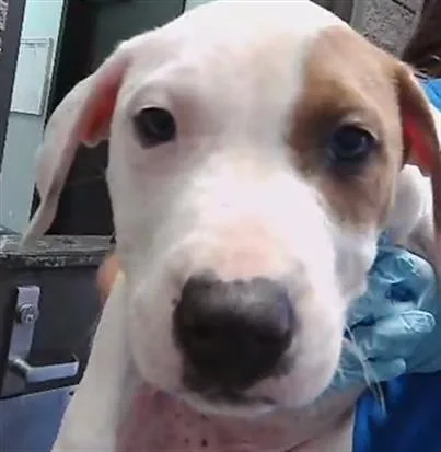 A baby small-sized male Pit Bull Terrier dog named Hank for adoption in Tulsa, OK