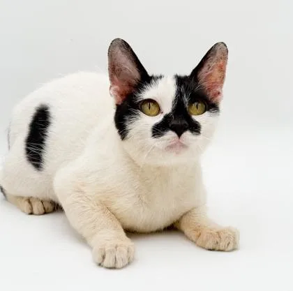 An adult small-sized male Domestic Short Hair cat named Ollie for adoption in Bowling Green, KY