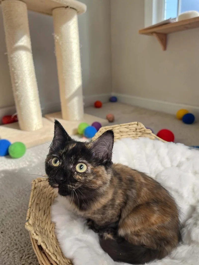 A baby medium-sized female Domestic Long Hair cat named Fancy for adoption in Champaign, IL