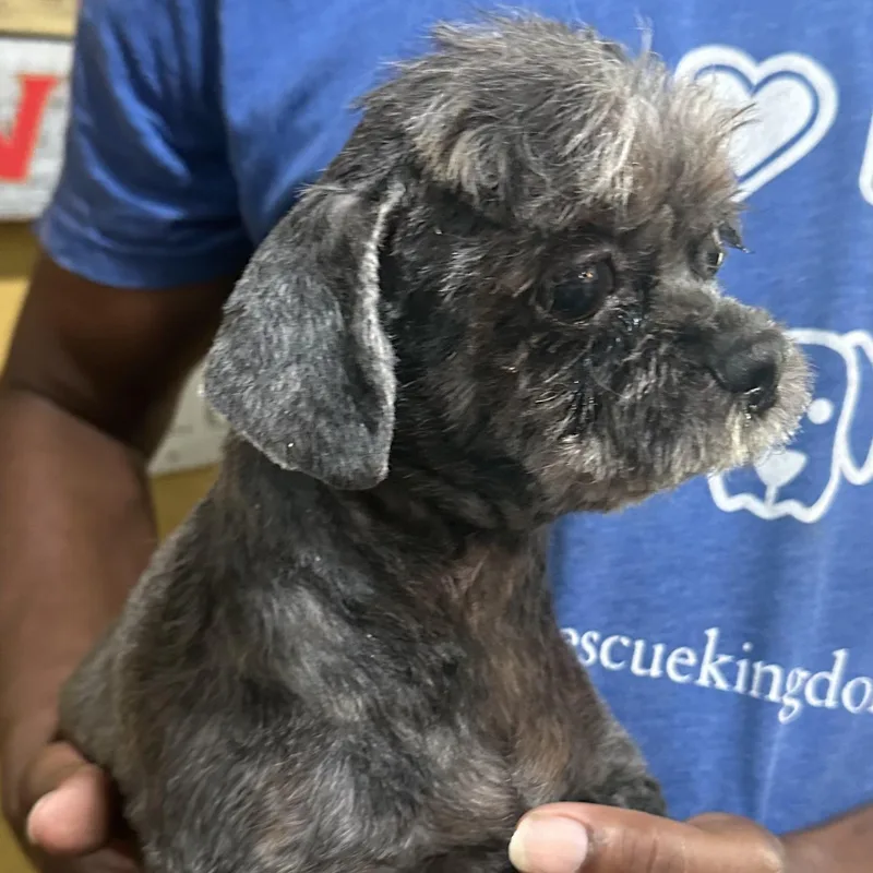 A senior small-sized female Gray / Blue / Silver Shih Tzu dog named Ella Local July for adoption in Brookshire, TX