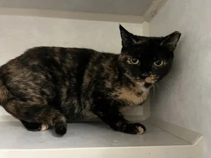 An adult medium-sized female American Shorthair cat named Nikki for adoption in Cashiers, NC