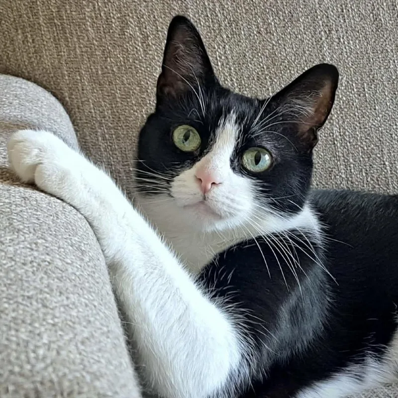An adult medium-sized female Black Domestic Short Hair cat named Aurora for adoption in Traverse City, MI