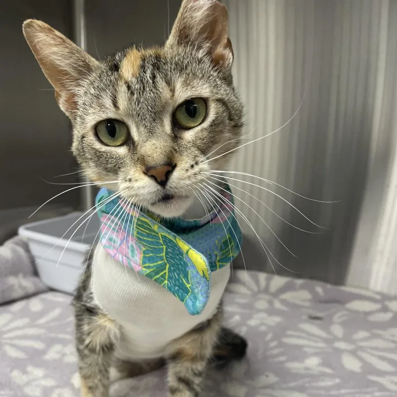 A young medium-sized female Brown / Chocolate Domestic Short Hair cat named Kinley for adoption in Lakeland, FL