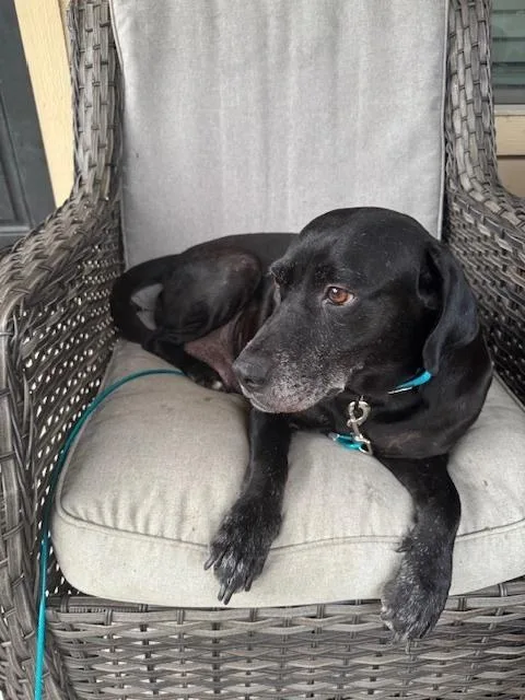 Barkov  Dahlia thumbnail 2