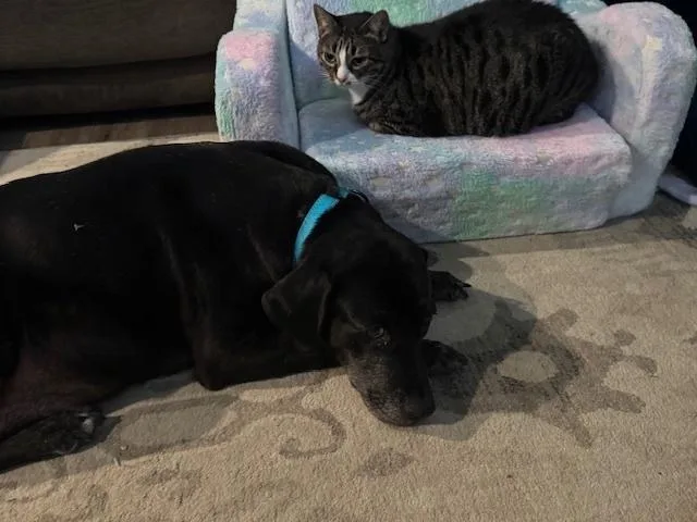 Barkov  Dahlia thumbnail 3