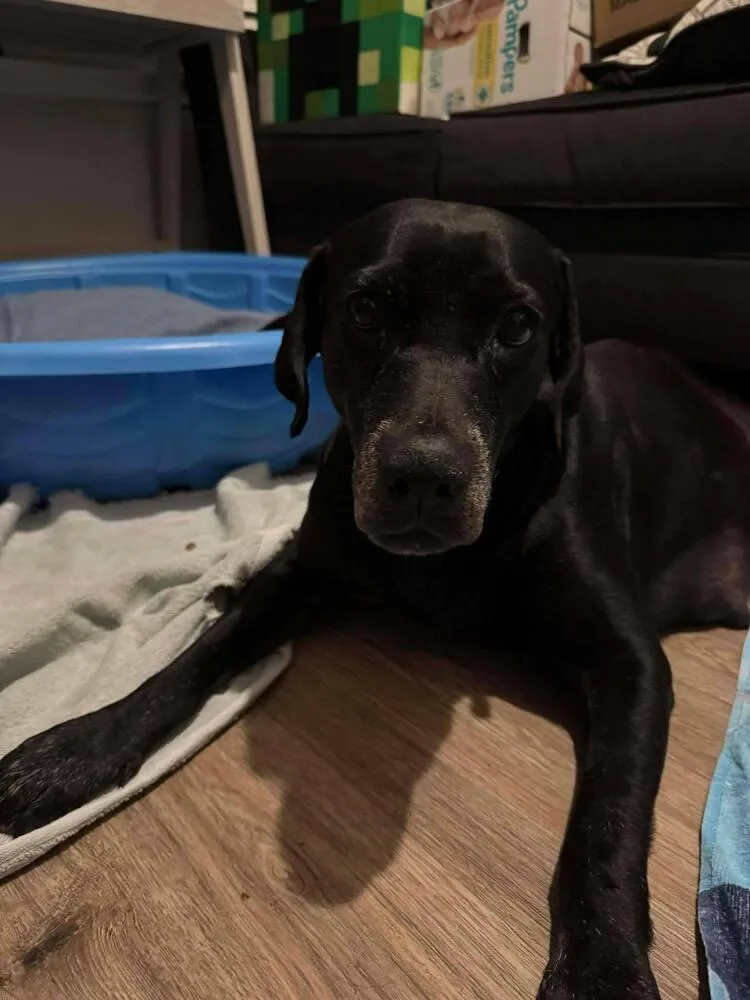 Barkov  Dahlia thumbnail 4