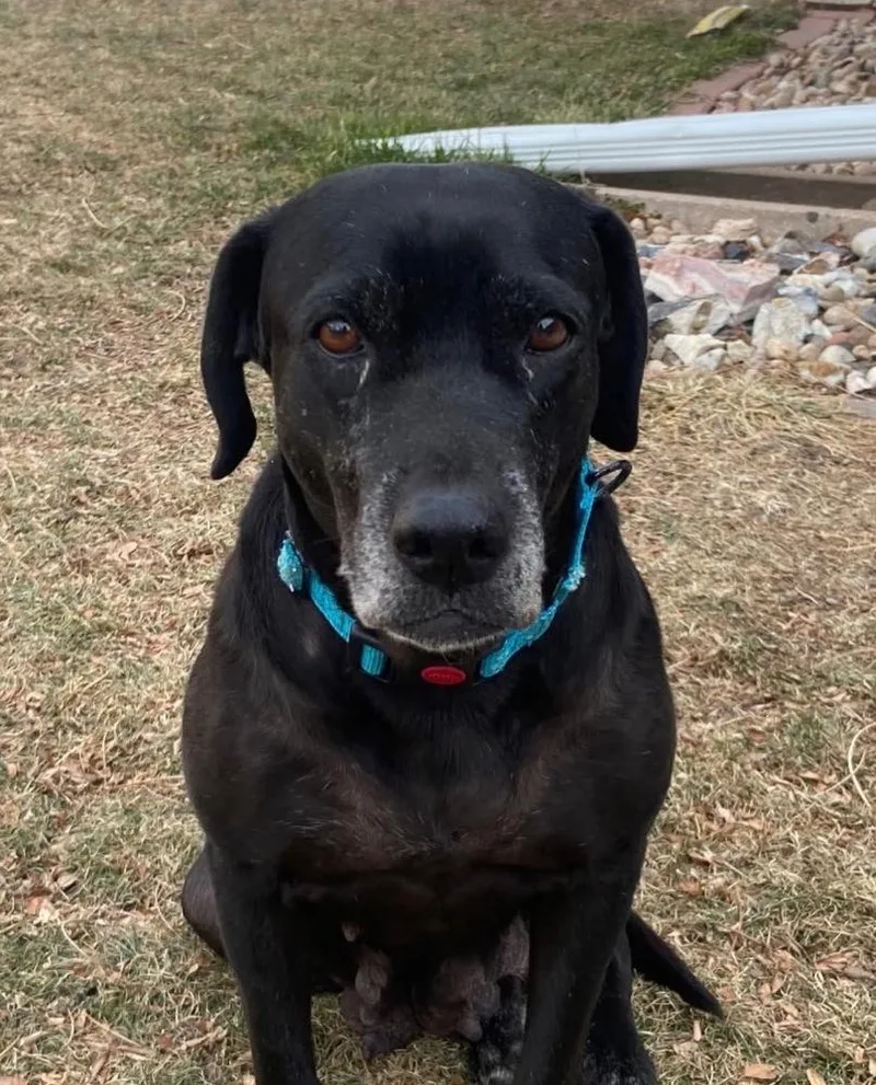 Barkov  Dahlia thumbnail 6