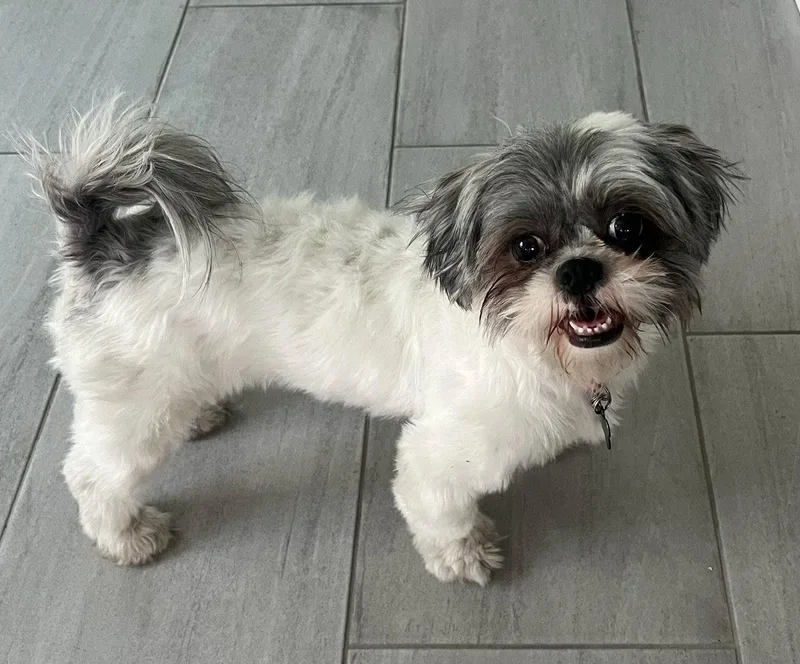 Precious thumbnail 3