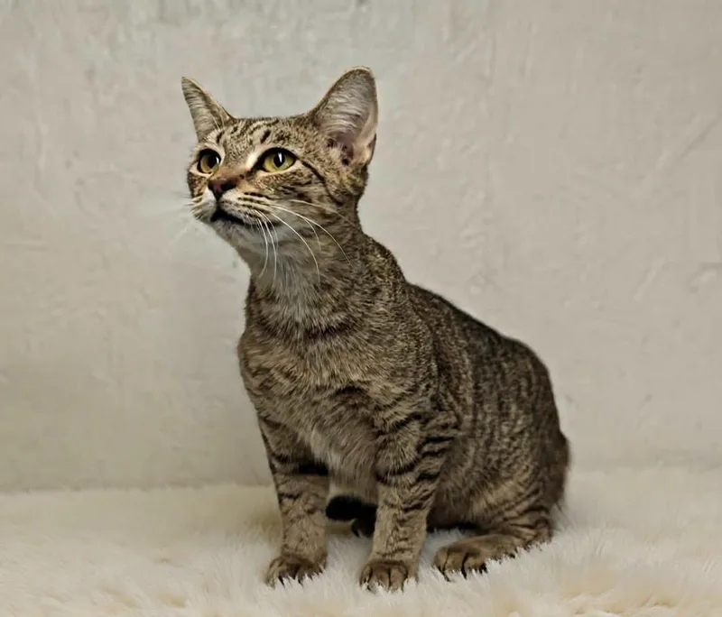 An adult medium-sized female Domestic Short Hair cat named Reba for adoption in Talladega, AL