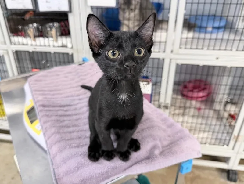 A baby medium-sized female Domestic Short Hair cat named Jellyfish Cut for adoption in Raleigh, NC
