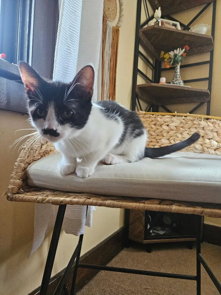 A baby small-sized female Black & White / Tuxedo Domestic Short Hair cat named Maggie for adoption in West Mifflin, PA