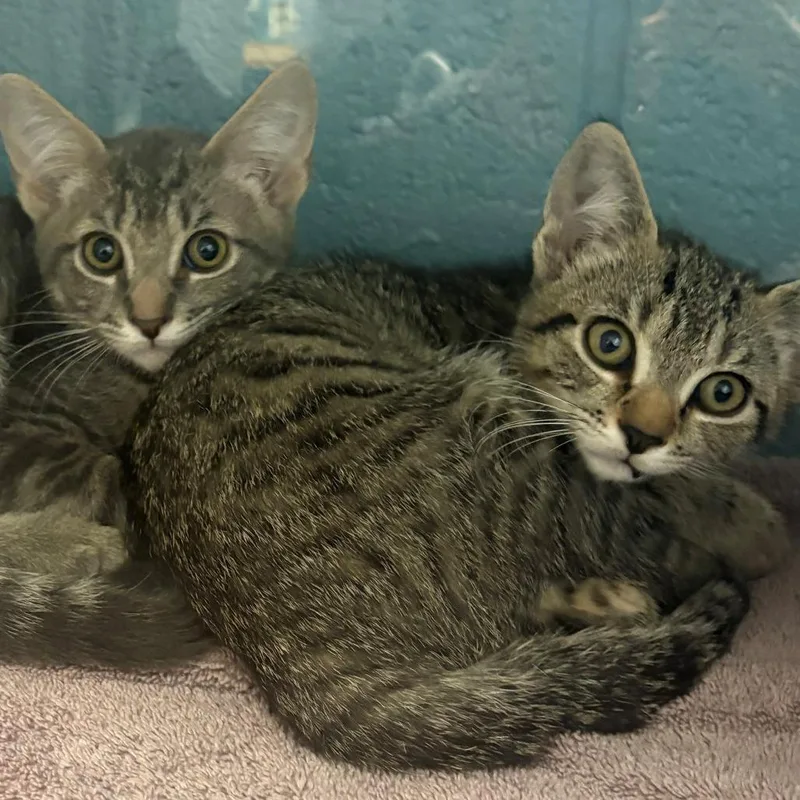 A baby small-sized male Brown / Chocolate Domestic Short Hair cat named Mr.Dinkles for adoption in East Hanover, NJ