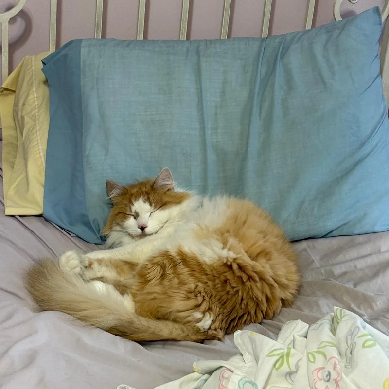 An adult large-sized male Domestic Medium Hair cat named Alex for adoption in PITTSBURGH, PA